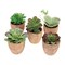 Melrose Potted Succulent (Set Of 5) 4"H-7.5"H Plastic, Terracotta
